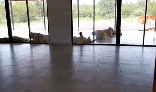 Los leones estaban acostados en el patio de la casa. Foto: captura de YouTube