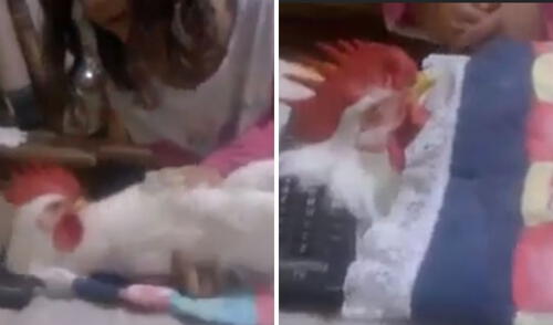 La obediencia del pollo sorprendió a los usuarios. Foto: captura de Facebook.