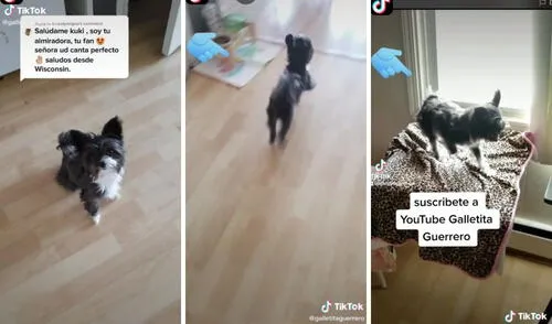 Así bailó el perrito para su querida seguidora. Foto: captura de TikTok / @galletitaguerrero