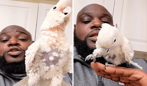 La cacatúa se mueve con gran fluidez y ritmo mientras su dueño realiza la sesión de beatboxing. Foto: captura de TikTok La cacatúa se mueve con gran fluidez y ritmo mientras su dueño realiza la sesión de beatboxing. Foto: captura de TikTok