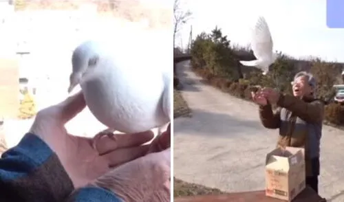 La relación entre ambos conmovió a los internautas. Foto: captura de TikTok / @bella_bamba La relación entre ambos conmovió a los internautas. Foto: captura de TikTok / @bella_bamba