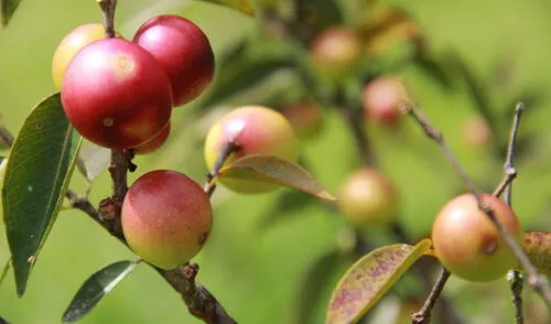 Se trata del camu camu INIA 395 VITAHUAYO, desarrollo por el Instituto Nacional de Innovación Agraria (INIA), el cual ofrece una producción de 2,660 frutos por planta. Se trata del camu camu INIA 395 VITAHUAYO, desarrollo por el Instituto Nacional de Innovación Agraria (INIA), el cual ofrece una producción de 2,660 frutos por planta.