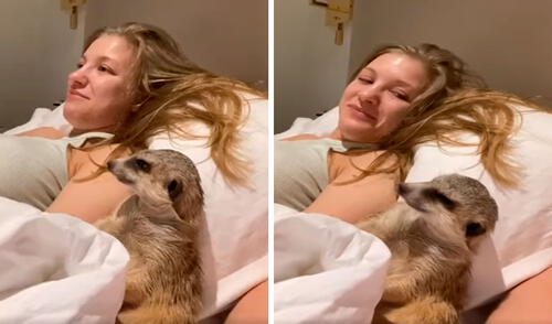 Una traviesa suricata ‘acompañó’ a sus dueños para disfrutar de una cinta; sin embargo, se quedaba dormido por varios momentos. Foto: captura de Facebook Una traviesa suricata ‘acompañó’ a sus dueños para disfrutar de una cinta; sin embargo, se quedaba dormido por varios momentos. Foto: captura de Facebook