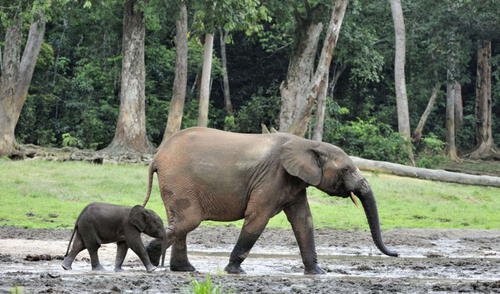 Elefante de selva africano junto a su cría. Foto: forestelephants.org Elefante de selva africano junto a su cría. Foto: forestelephants.org