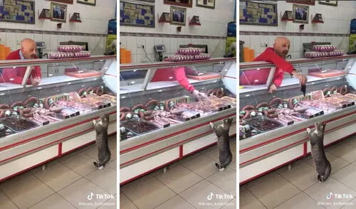 El gato recibió lo que esperaba. Foto: captura de TikTok / @ikram_korkmazer