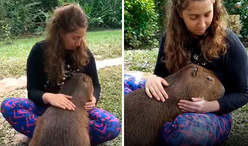 Un enorme roedor visitó de forma inesperada una vivienda y se encontró con una joven, a quien le ‘pidió’ unos amorosos mimos. Foto: captura de YouTube