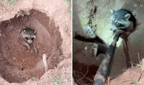 El grupo hizo denodados esfuerzos para salvar al animal que estaba desesperado debido que tenía mucha sed y le faltaba el aire. Foto: captura de Facebook
