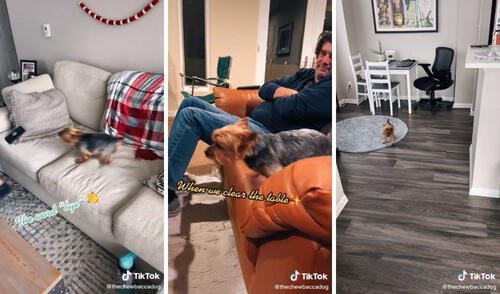 El perrito hizo reír a los usuarios de TikTok. Captura de TikTok / @thechewbaccadog