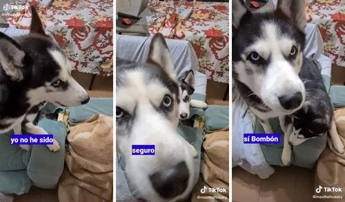 El husky parecía rechazar la culpabilidad por el sofá roto. Foto: captura de TikTok/@maxthehussky El husky parecía rechazar la culpabilidad por el sofá roto. Foto: captura de TikTok/@maxthehussky