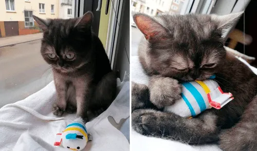 Al momento de su hallazgo, los médicos veterinarios notaron que tenía una infección ocular y otros problemas de salud. Foto: captura de Facebook