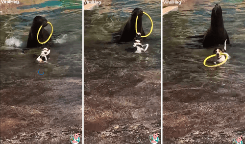 Murphy y Tino, dos animales a los que no les importa pertenecer a diferentes especies si de diversión se trata. Foto: captura de Facebook