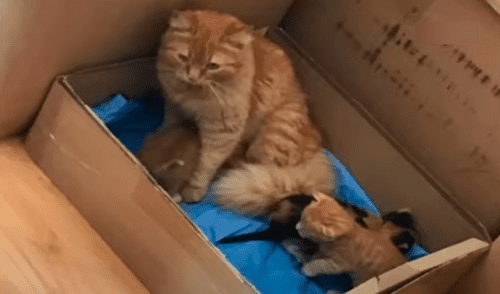 La gatita fue a pedir ayuda para sus recién nacidos. Foto: captura de YouTube