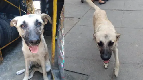 El can recién cumplirá un año. El can recién cumplirá un año.