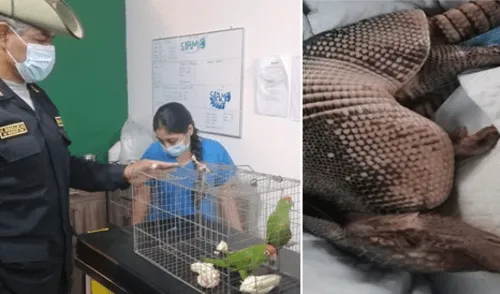Animales fueron llevados a mini zoológico. Foto: PNP