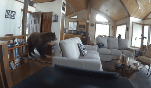 El video viral ha sido compartido en el canal RM Videos. Foto: captura de YouTube