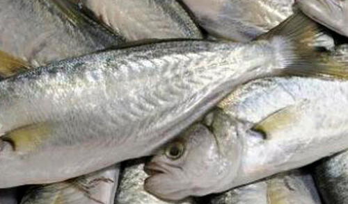 Veda de lorna. El incumplimiento de lo dispuesto será sancionado conforme a lo establecido en el Decreto Ley Nº 25977, Ley General de Pesca. Foto: Produce
