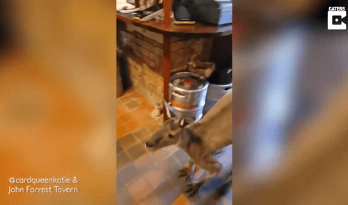 Matt, como es llamado por miembros de la taberna, visita todos los días el local. Foto: captura de YouTube Matt, como es llamado por miembros de la taberna, visita todos los días el local. Foto: captura de YouTube