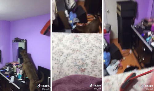 El cuarto quedó bastante desordenado por esta persecución. Foto: captura de TikTok/@la_teeti
