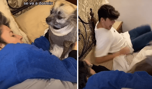 El cachorro intentó morder al hijo de su dueña. Foto: captura de TikTok El cachorro intentó morder al hijo de su dueña. Foto: captura de TikTok