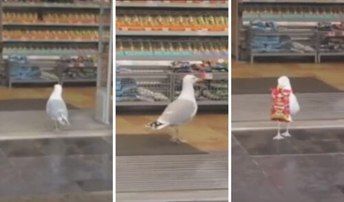 Así fue la incursión de esta pequeña 'ladrona' en la tienda. Foto: captura de TikTok / @grosumarius68