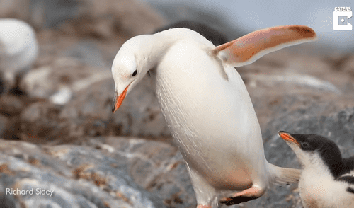 El pingüino se dispone a alimentar a una de sus crías. Foto: captura de YouTube