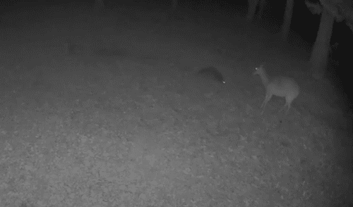 El video viral ha sido compartido en la página ViralHog. Foto: captura de Facebook