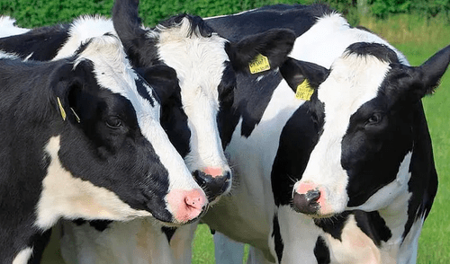 Los ganaderos rechazaron el uso de su imagen por parte de la Industria Láctea para fines eminentemente comerciales. Foto: Press Perú