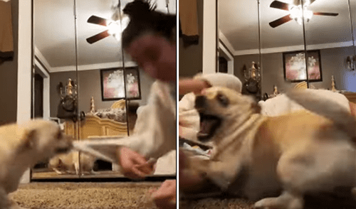 La reacción del cachorro emocionó a más de uno en las redes sociales. Foto: captura de Facebook.