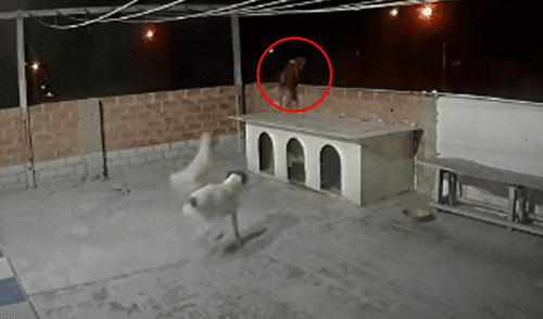 Miles de usuarios quedaron sorprendidos al ver el video viral. Foto: captura de Facebook