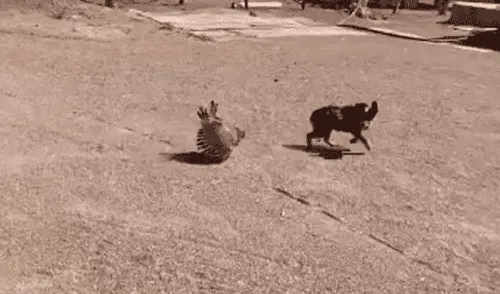 La gallina protagonizó una férrea defensa de sus polluelos. Foto: captura de TikTok