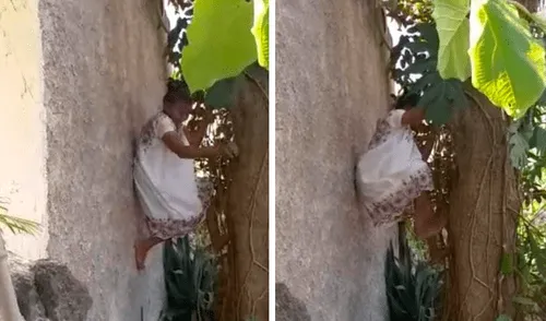 Doña 'Mechita' no sabe de límites y sube al árbol de caimito sin ningún problema. Foto: captura de Facebook / Luis Enrique Sánchez