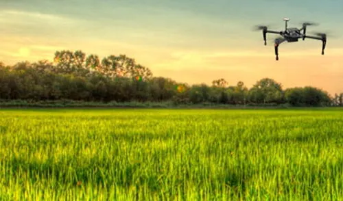 Lambayeque impulsa la producción agrícola gracias a tecnología de punta en un proyecto desarrollado por la UNALM. Foto: Andina Lambayeque impulsa la producción agrícola gracias a tecnología de punta en un proyecto desarrollado por la UNALM. Foto: Andina