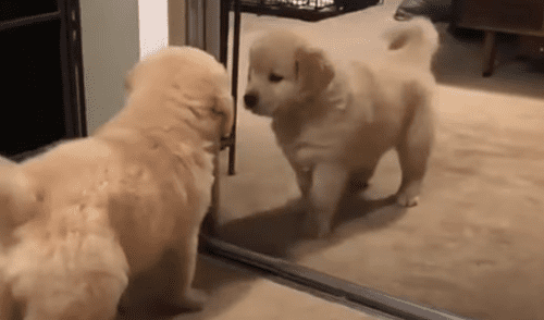 El video viral ha sido compartido en la página DogLove 24. Foto: captura de Facebook.