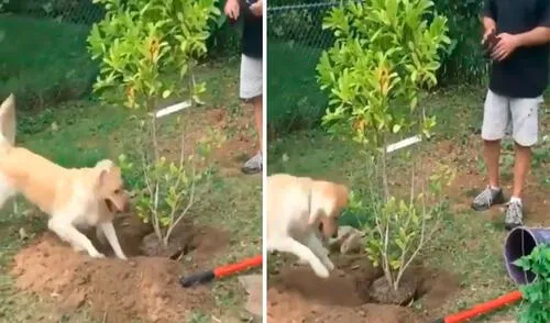 Un perro no paró de remover la tierra con sus patas delanteras, con la intención de cubrir la raíz de un árbol. Foto: captura de TikTok Un perro no paró de remover la tierra con sus patas delanteras, con la intención de cubrir la raíz de un árbol. Foto: captura de TikTok