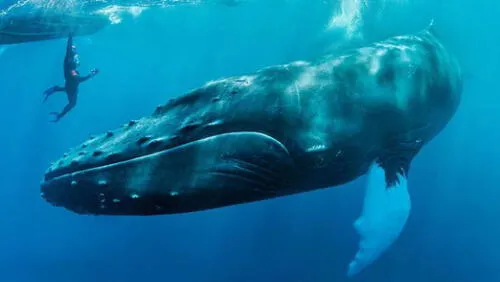 El mamífero colocó debajo de su aleta pectoral a la mujer. Foto: captura de YouTube El mamífero colocó debajo de su aleta pectoral a la mujer. Foto: captura de YouTube