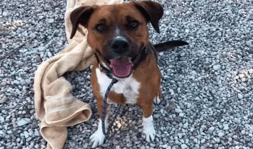 Lo han sometido a un tratamiento con un adiestrador y su comportamiento ha mejorado. Foto: captura de Facebook / Humane Society of Central Texas Lo han sometido a un tratamiento con un adiestrador y su comportamiento ha mejorado. Foto: captura de Facebook / Humane Society of Central Texas