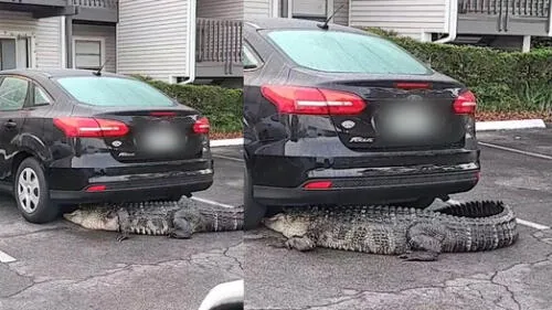 El caimán fue reubicado por un equipo de rescate de fauna salvaje del estado de Florida. Foto: captura de YouTube