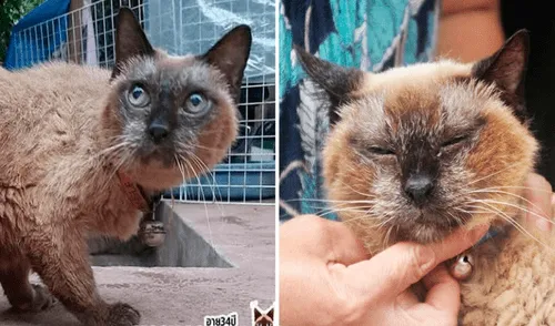 La Bisabuela Wad es una gata tailandesa de 34 años. Foto: captura de Facebook