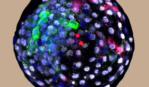 Embrión humano-mono en una etapa temprana de su desarrollo. Foto: Weizhi Ji