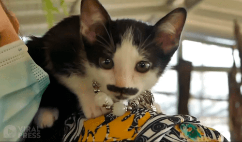 El gatito causó curiosidad por su extraña mancha en forma de bigote y barba. Foto: captura de YouTube El gatito causó curiosidad por su extraña mancha en forma de bigote y barba. Foto: captura de YouTube