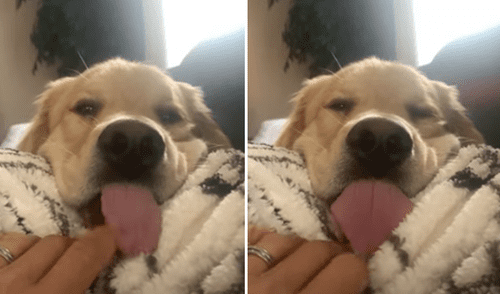 El video viral causó gran sensación en las redes sociales. Foto: captura de Facebook.