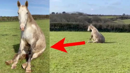 Los veterinarios confirmaron que se trataba sólo de una de sus manías. Foto: captura de YouTube