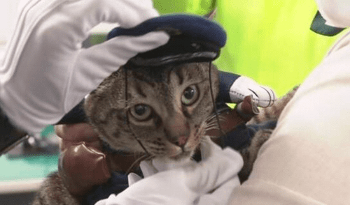 La gatita fue condecorada y acaparó todas las miradas de la prensa japonesa. Foto: captura de Facebook