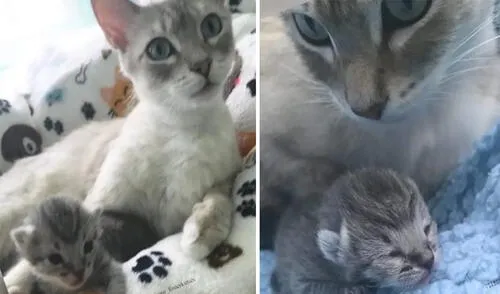 Los gatitos han cautivado a miles de usuarios en las redes sociales. Foto: captura de YouTube