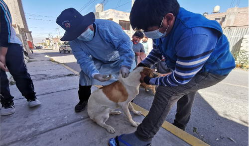 Habrá nuevas fechas para que vecinos puedan llevar a sus canes a vacunar. Foto: Geresa