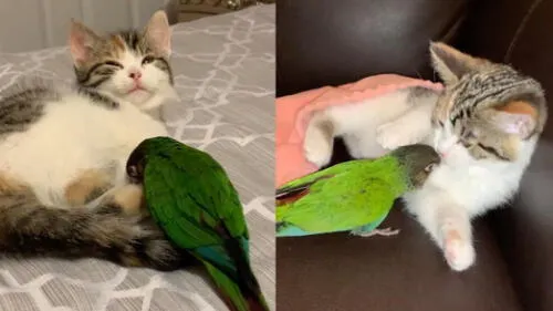 La relación de ambos animales es parecida a la de dos hermanos que juegan y se pelean. Foto: captura de YouTube La relación de ambos animales es parecida a la de dos hermanos que juegan y se pelean. Foto: captura de YouTube