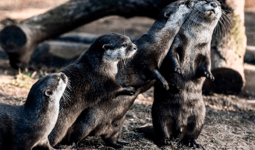 Las nutrias presentan síntomas respiratorios leves como estornudos, tos y congestión nasal, y también han entrado en un semiletargo. Foto: EFE Las nutrias presentan síntomas respiratorios leves como estornudos, tos y congestión nasal, y también han entrado en un semiletargo. Foto: EFE