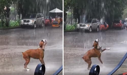 Este perrito conmovió a miles de cibernautas en las redes sociales. Foto: captura de Facebook Este perrito conmovió a miles de cibernautas en las redes sociales. Foto: captura de Facebook