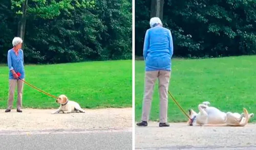 Una mujer quería regresar a casa tras culminar el paseo de su mascota; sin embargo, no imaginó que este le haría una travesura para impedir su decisión. Foto: captura de TikTok Una mujer quería regresar a casa tras culminar el paseo de su mascota; sin embargo, no imaginó que este le haría una travesura para impedir su decisión. Foto: captura de TikTok