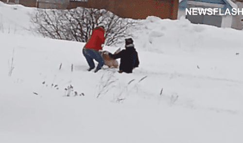 Sendos voluntarios encontraron al animal herido y lo llevaron a una clínica veterinaria. Foto: captura de YouTube